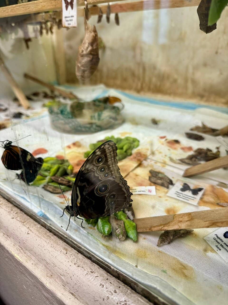 Educational Exhibits