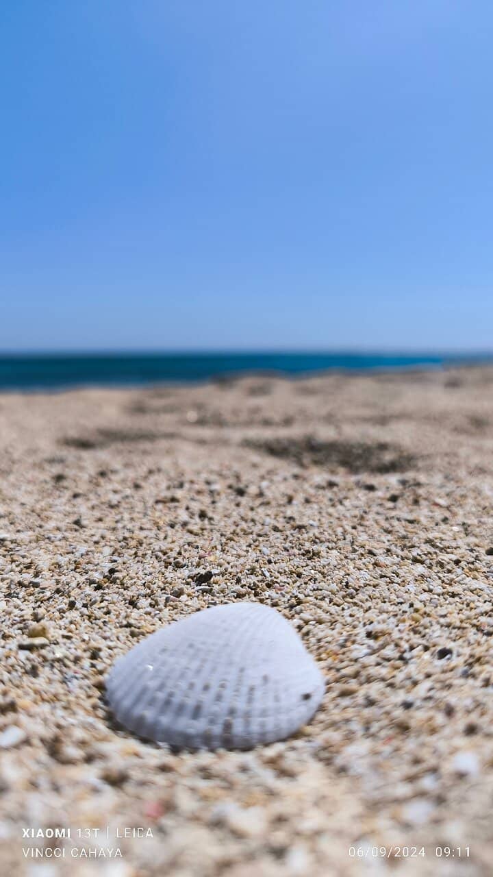 Vibrant Snorkeling & Diving