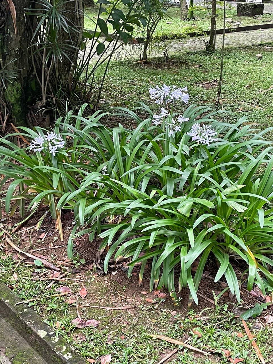 Brazilian Painting Collection