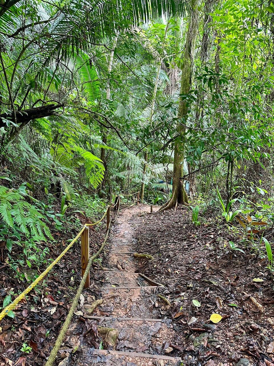 Jaguar Trail Lookout