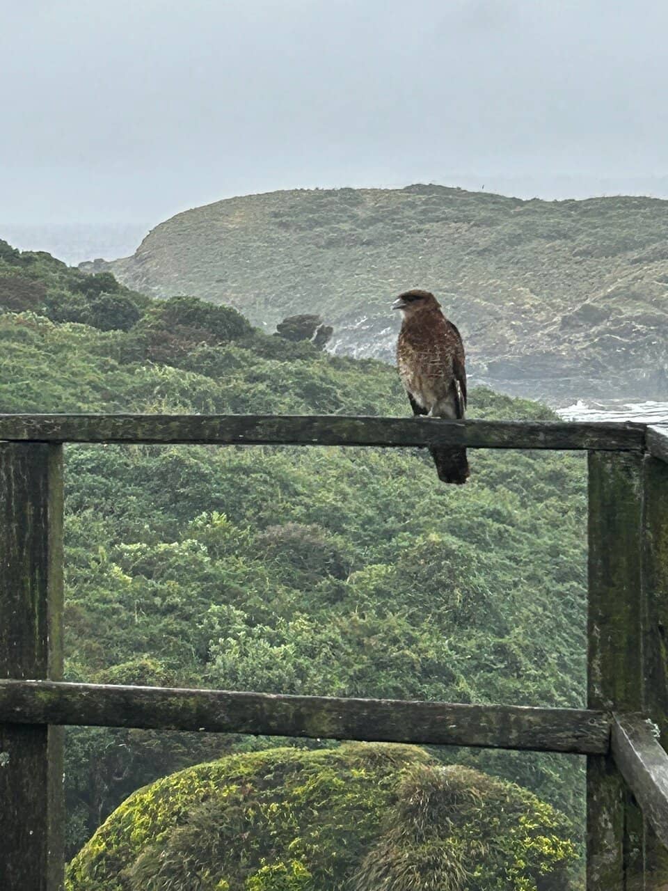 Marine Bird Spectacle