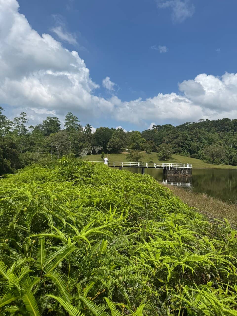 Hiyare Rainforest Biodiversity