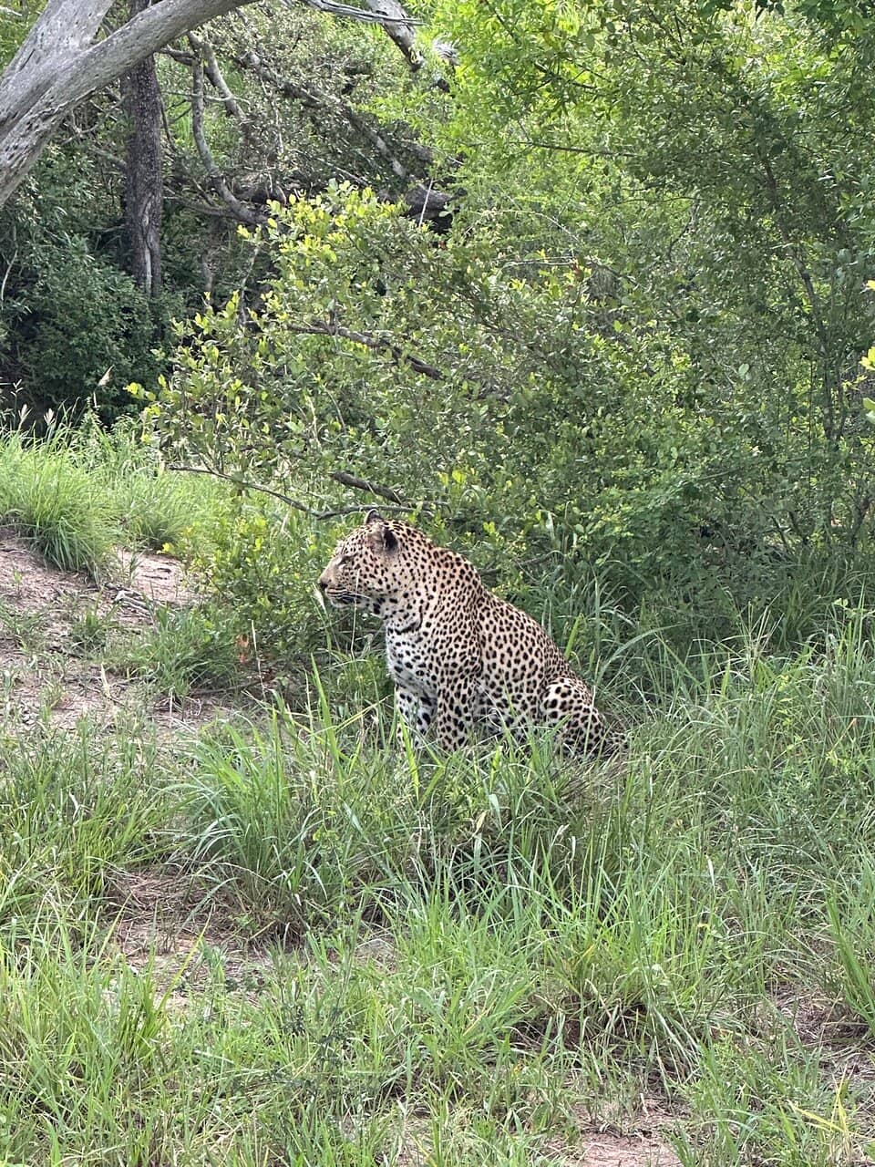 Sunset & Night Game Drives