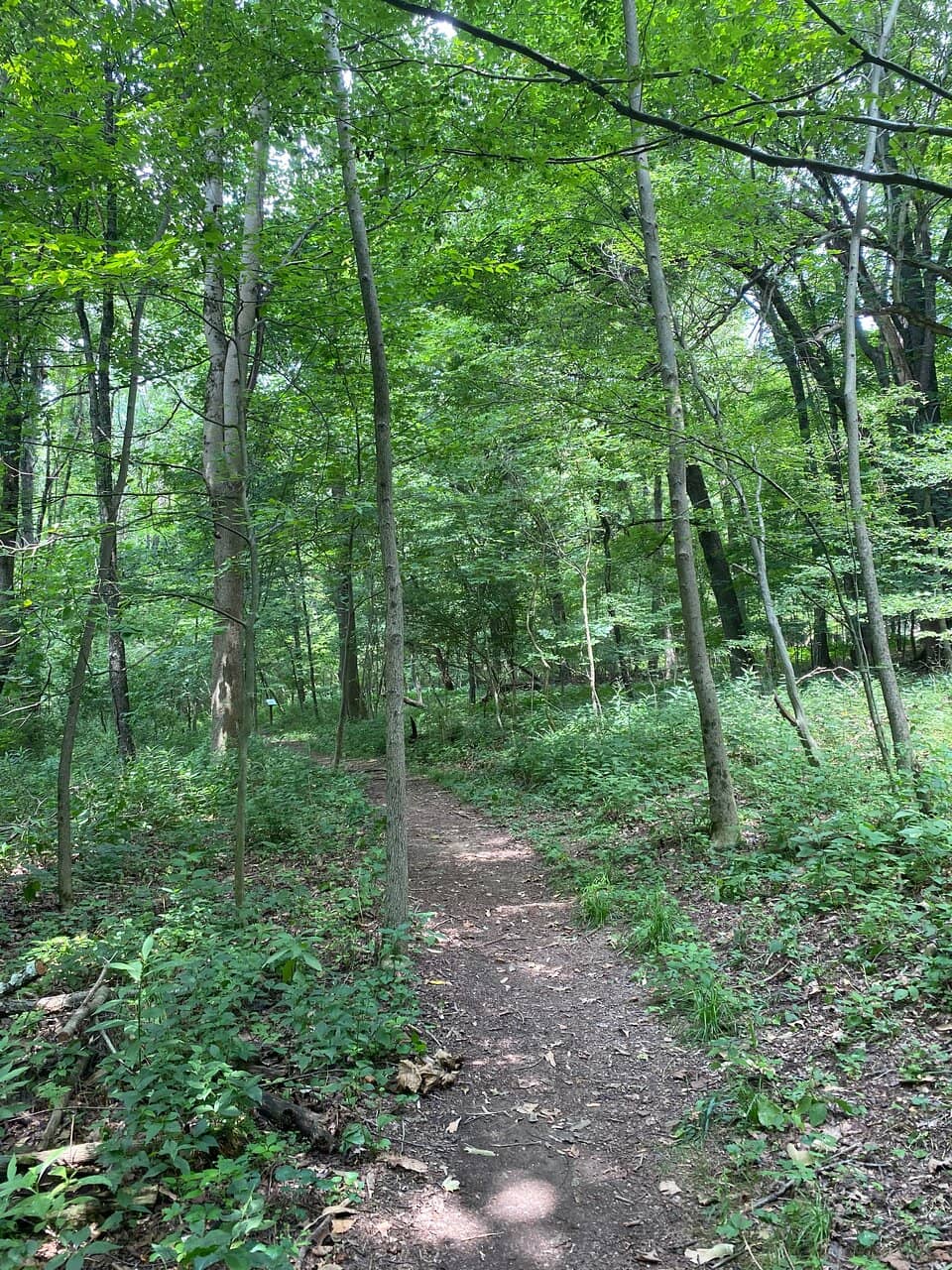 Woodland Walking Trails