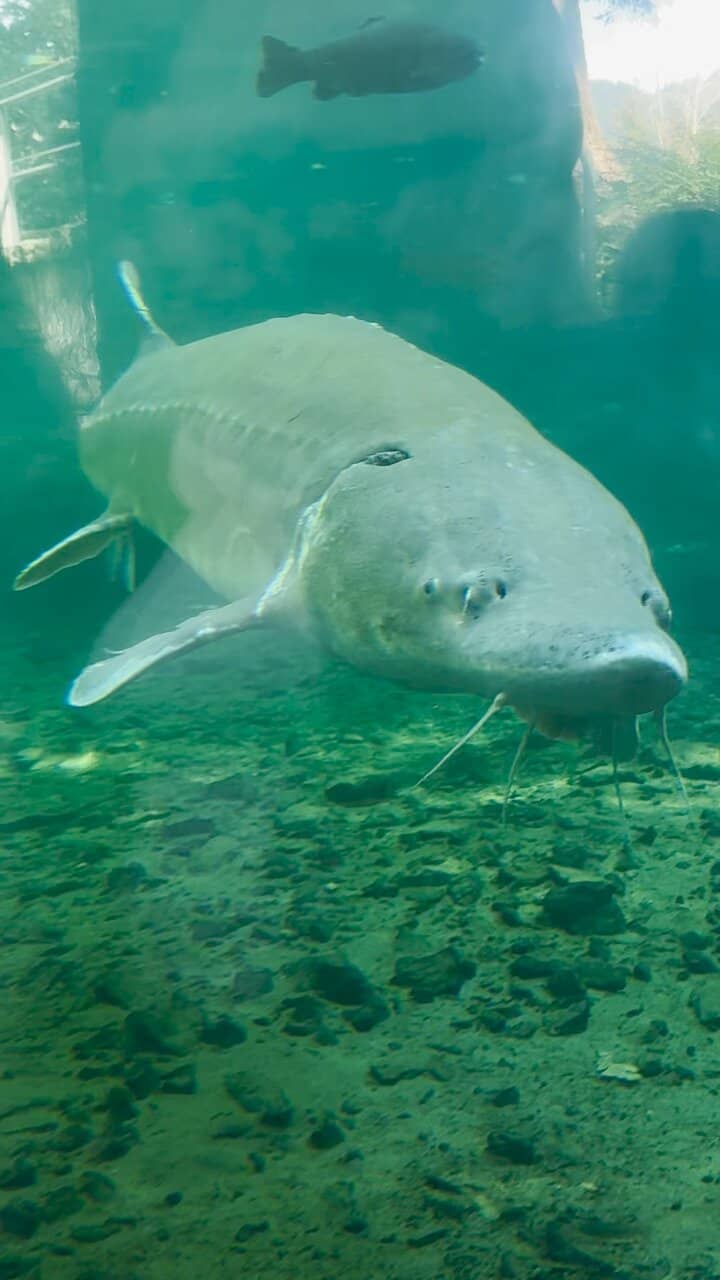Salmon Ladder Viewing