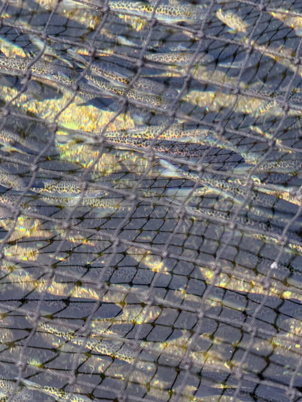 Hatchery Ponds & Gardens