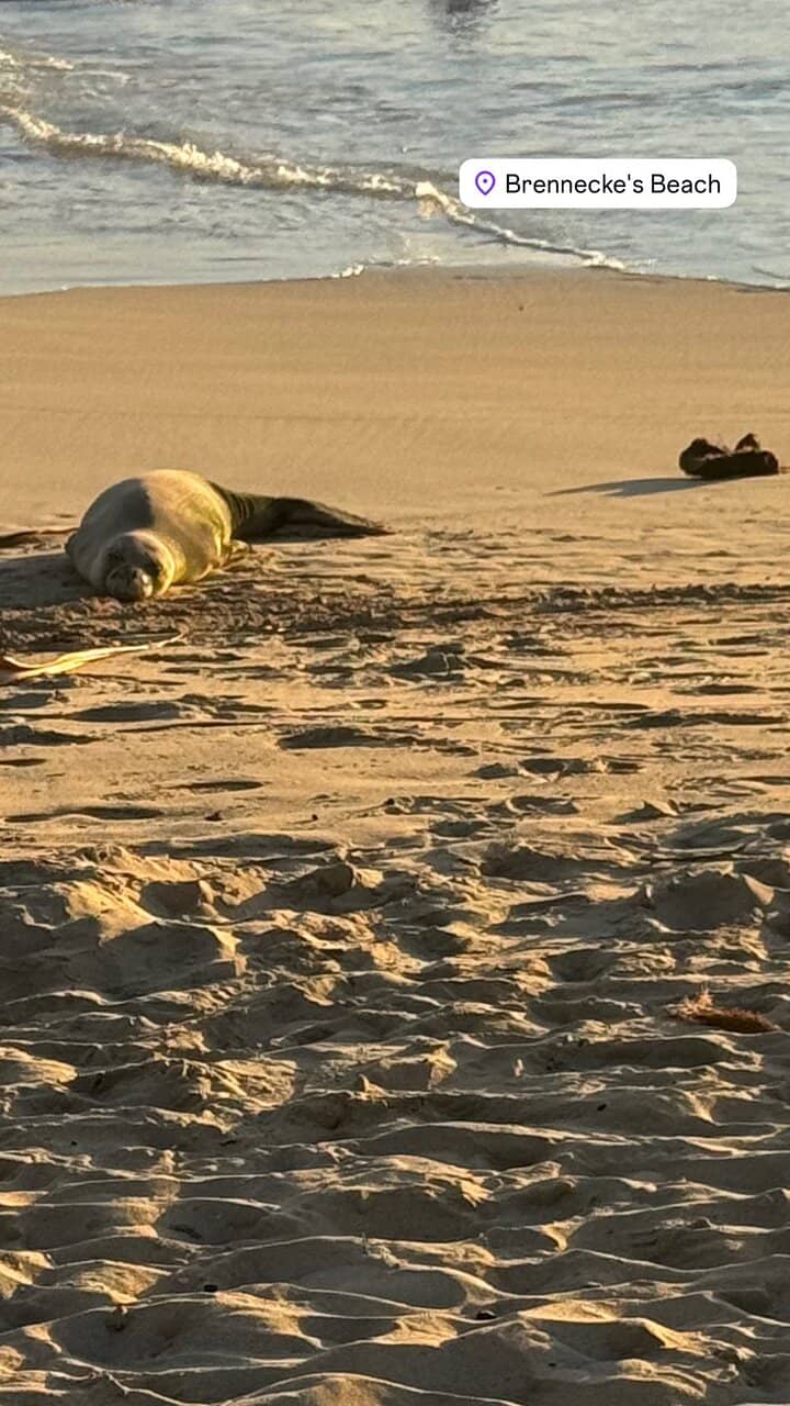 Sunset Sea Turtle Spectacle