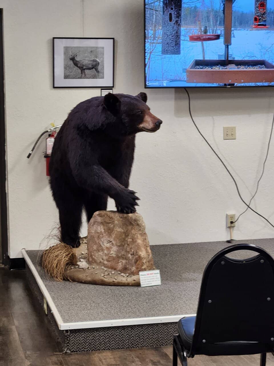 Grandfather Oak Tree