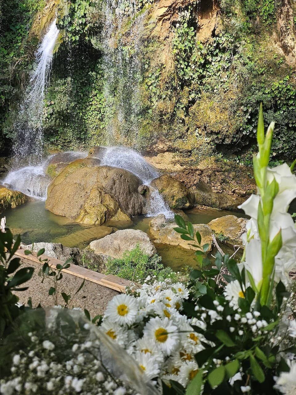 Lush Tropical Forest