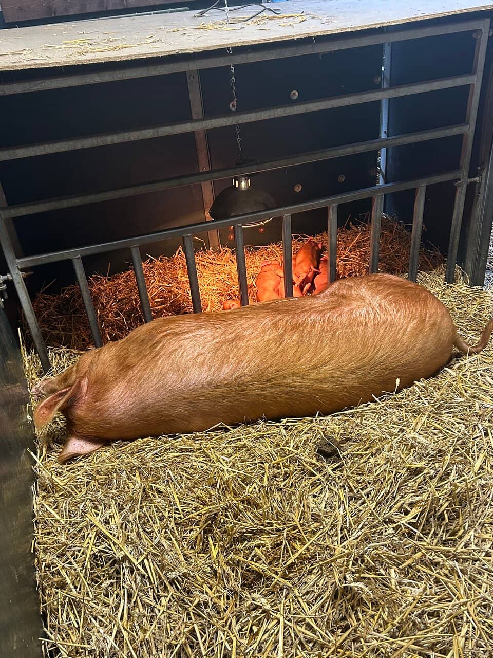 Chatsworth House & Gardens