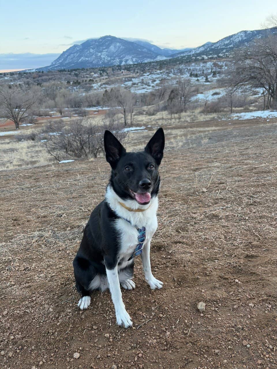 Agility Training Course