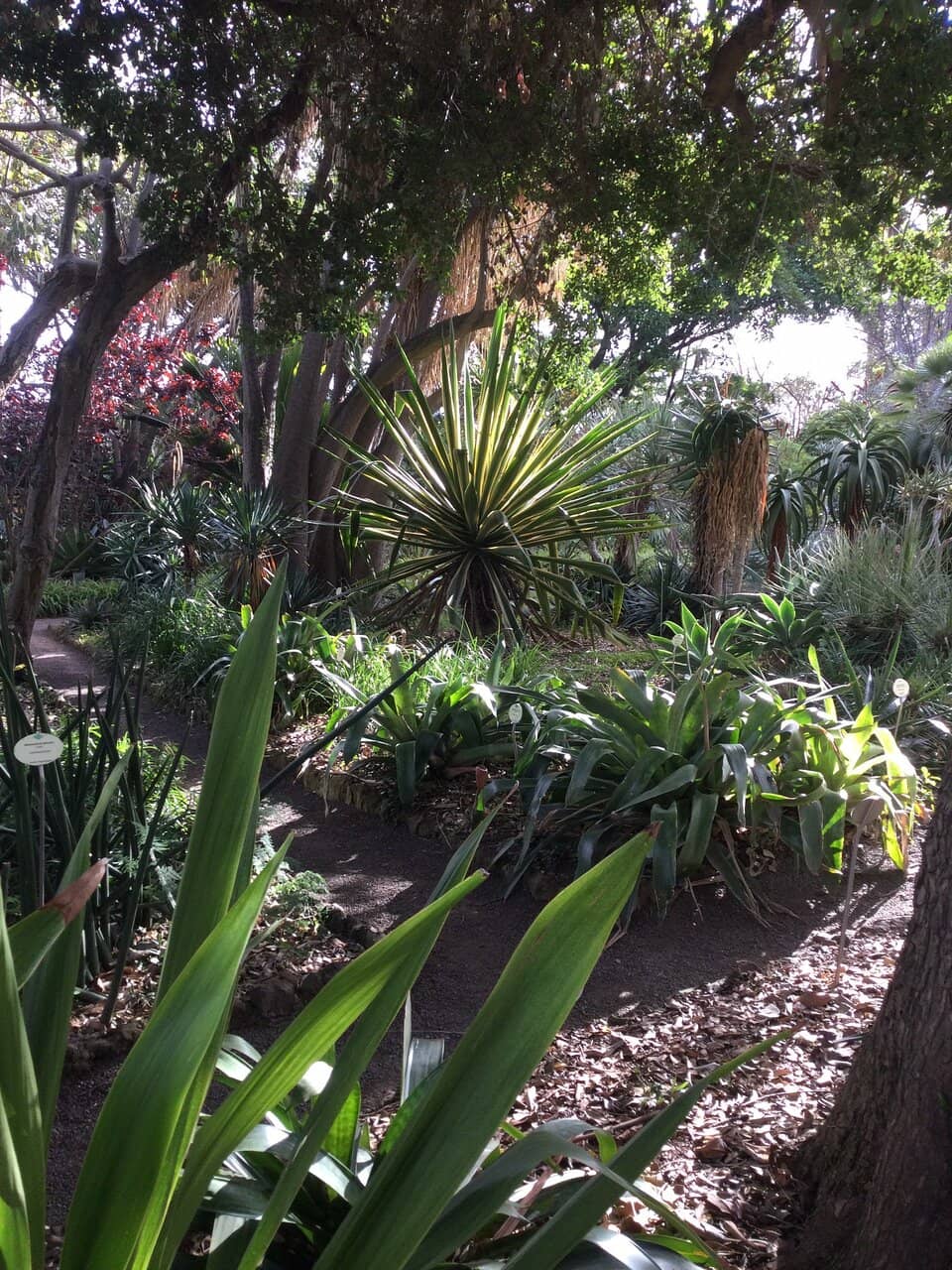 Impressive Dragon Tree