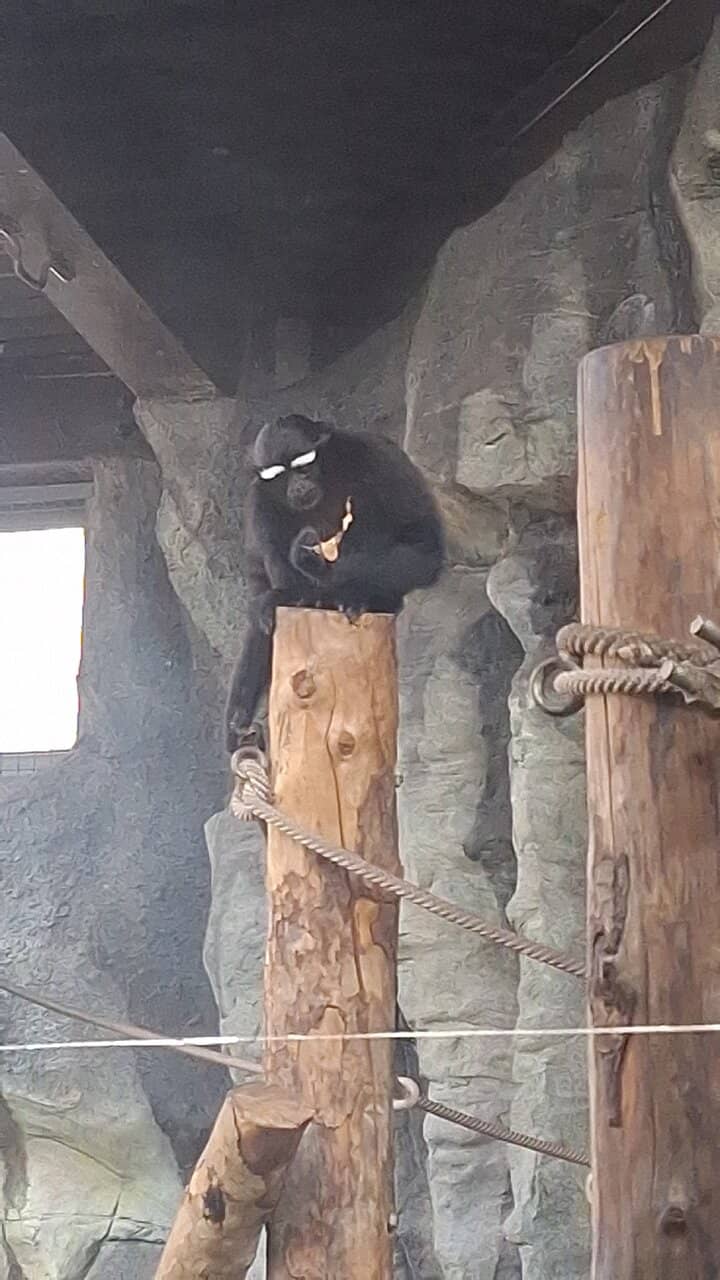 Orangutan Enrichment