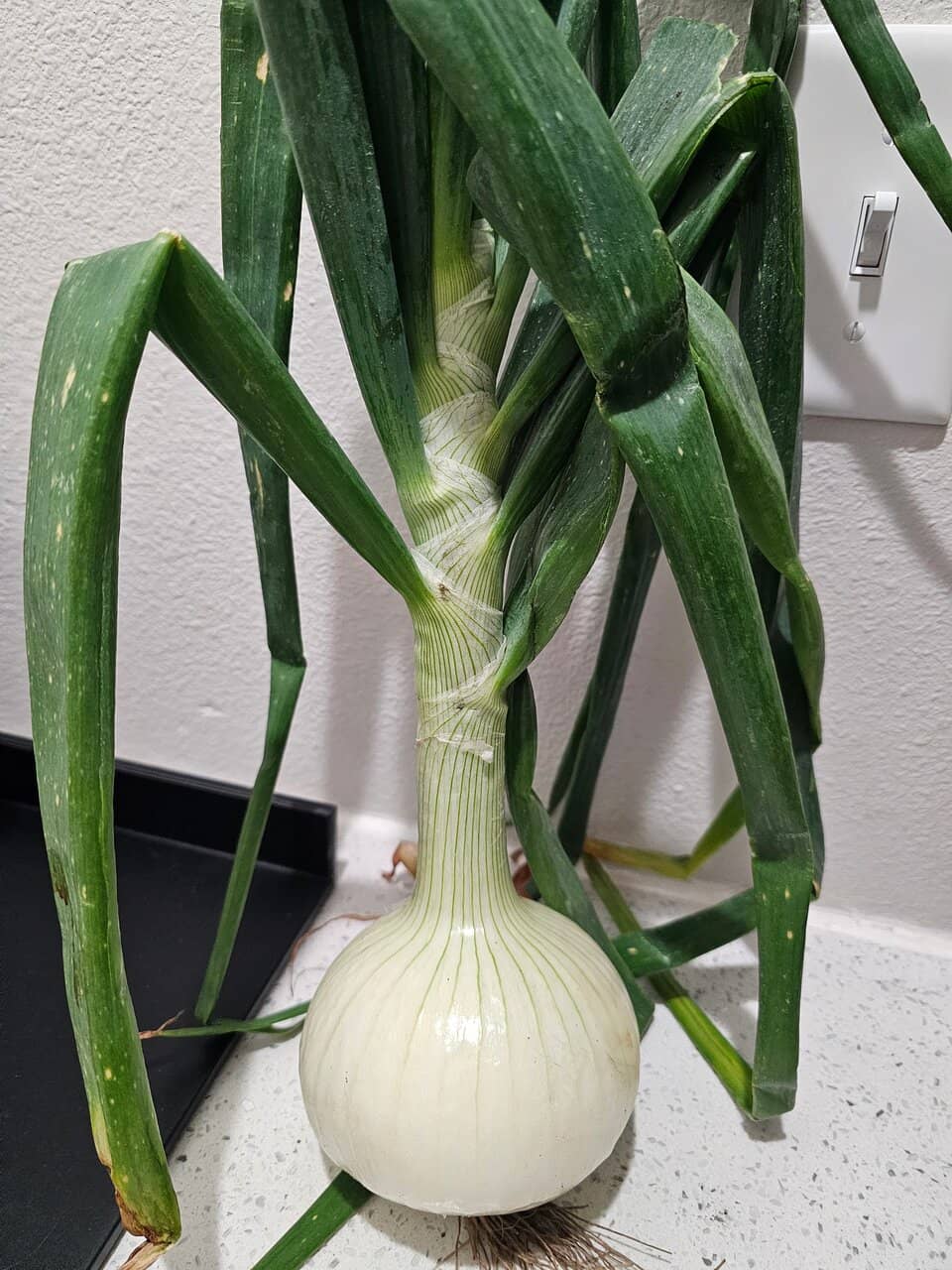 Agricultural Exhibits