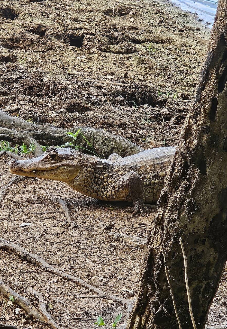 Wildlife Encounters