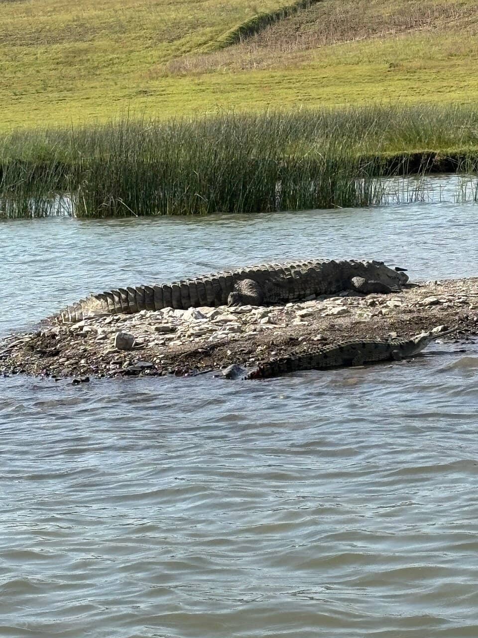 Gharial & Crocodile Spotting