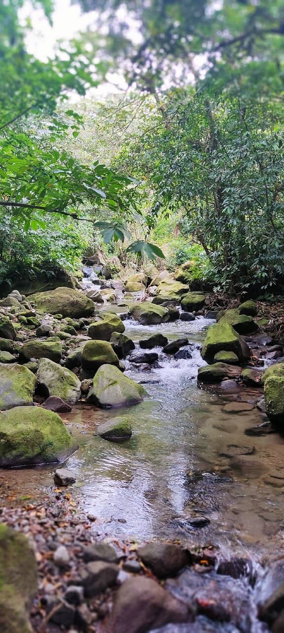 Frog Conservation Area