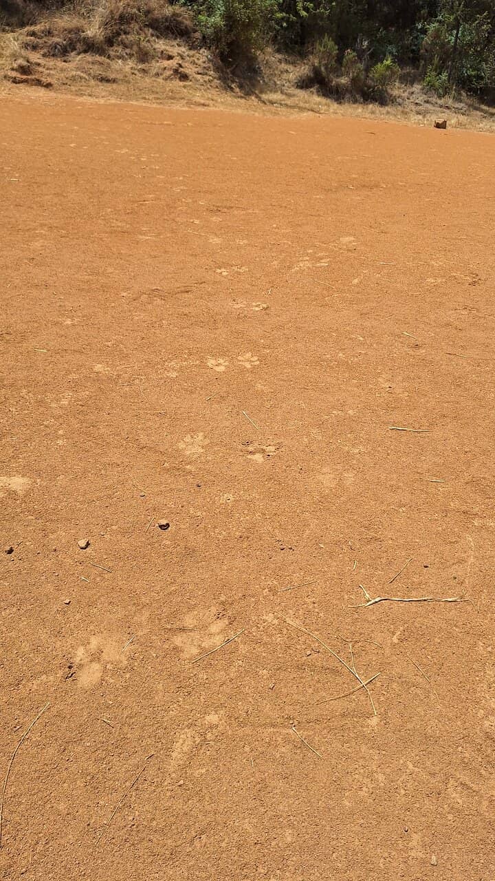 Camping Under the Stars