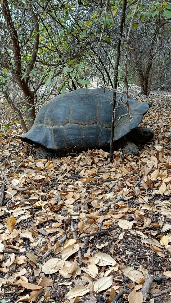 Land Iguana Encounters