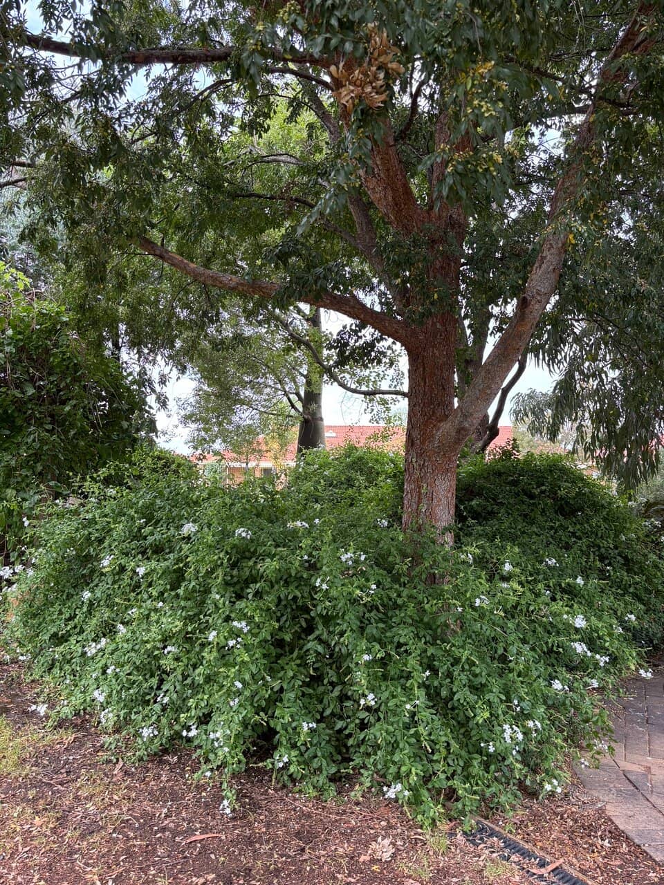 Botanic Gardens (Elizabeth Park)