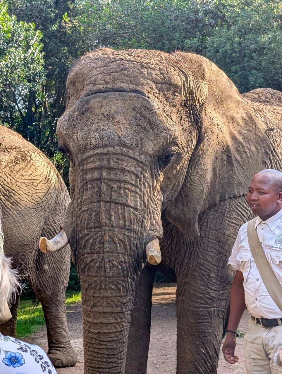 Elephant Feeding & Interaction