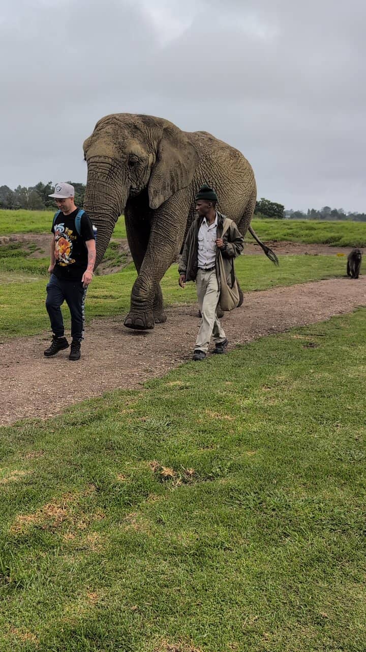 Elephant Feeding & Interaction
