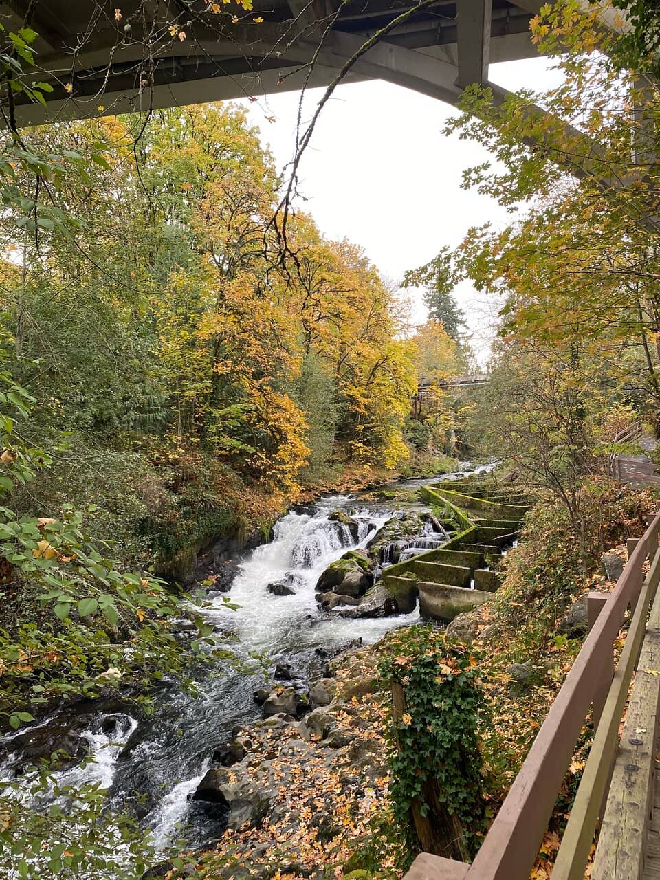 The Annual Salmon Run