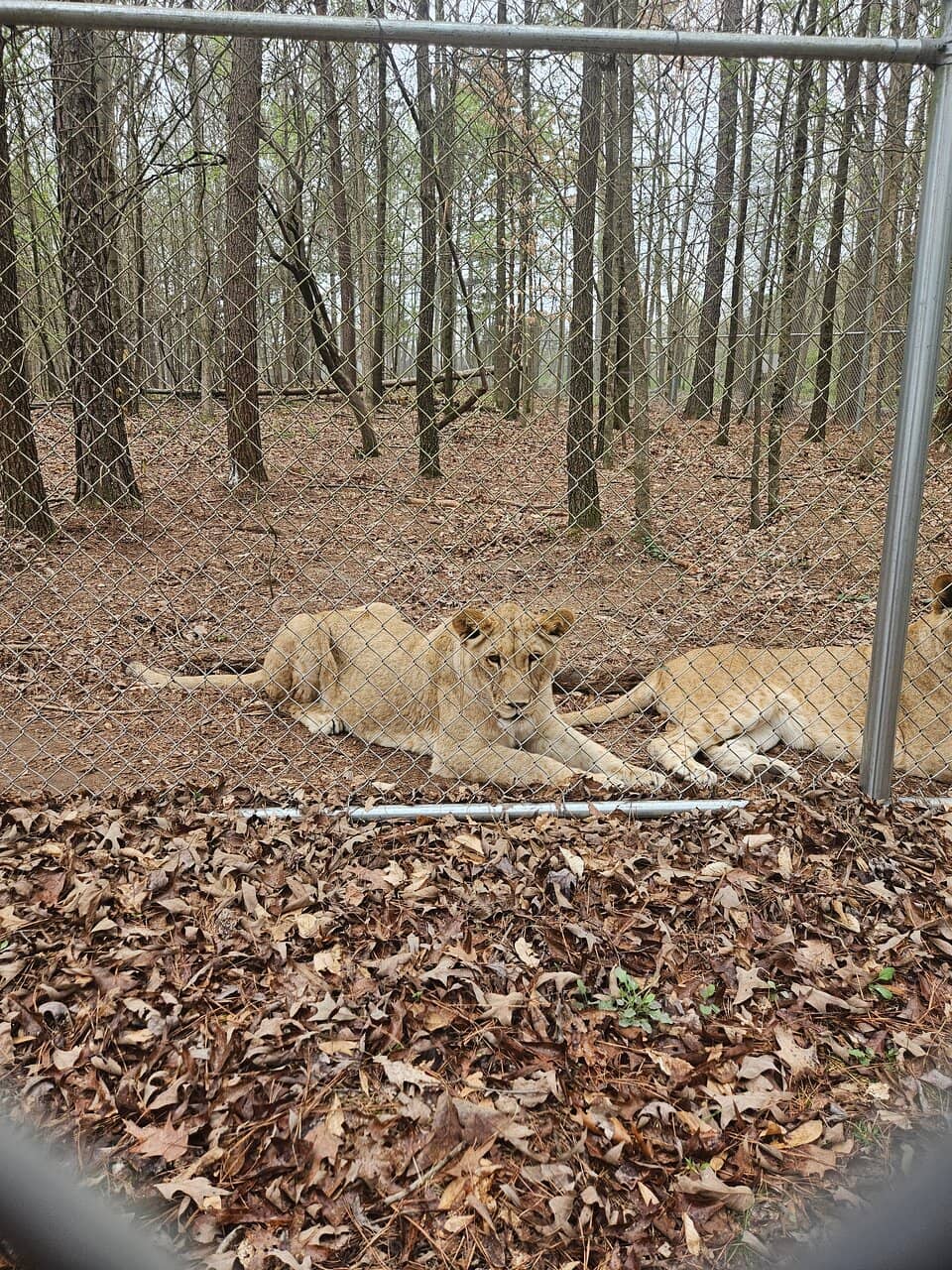 Interactive Petting Area