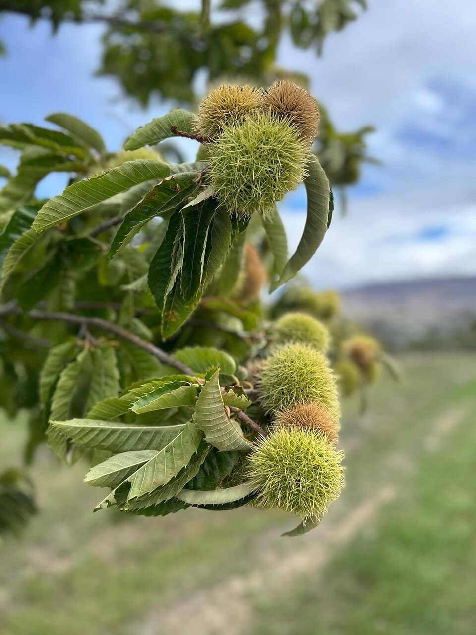 Cloudy Bay Indulge Tasting