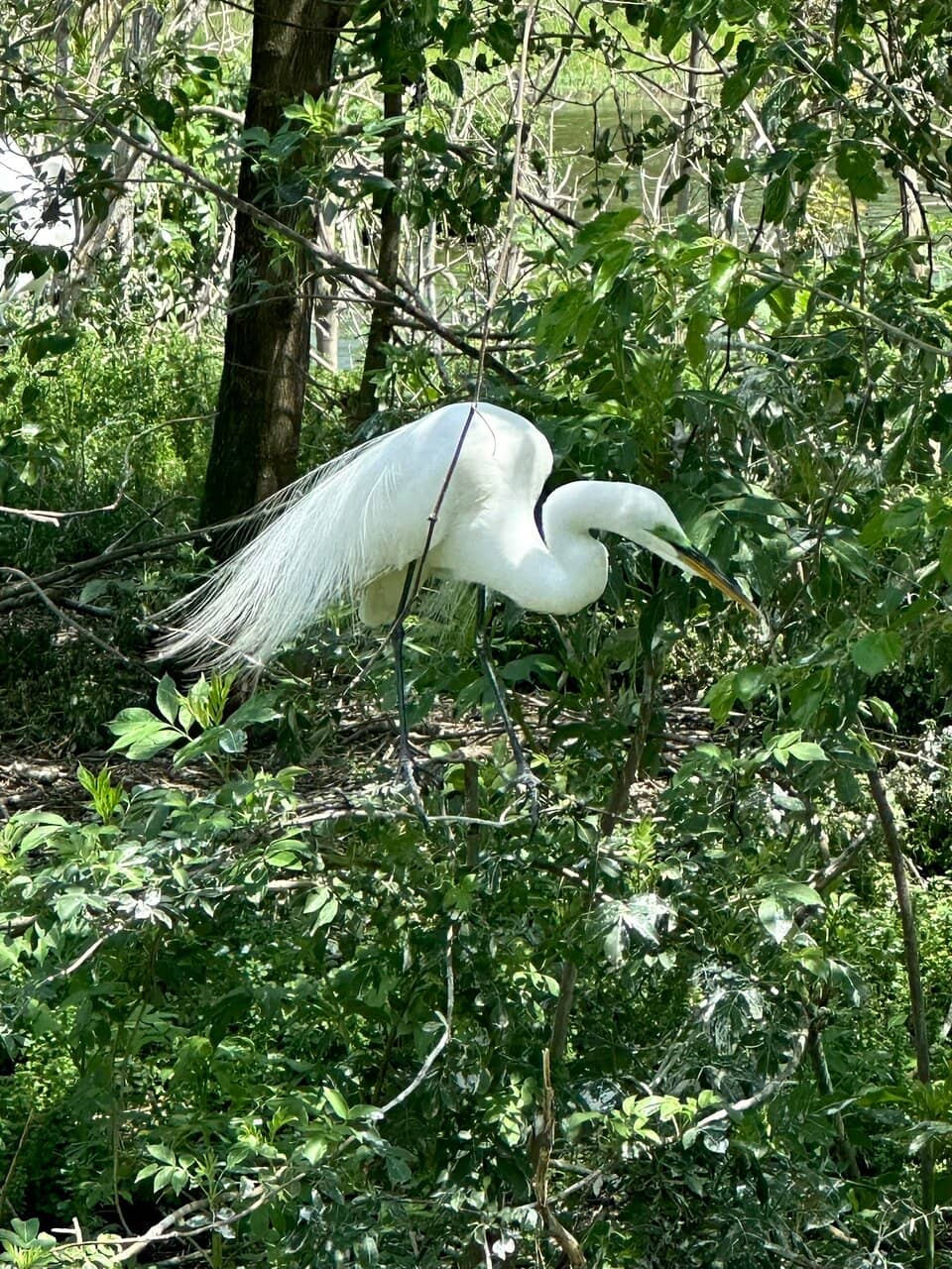 Abundant Birdlife