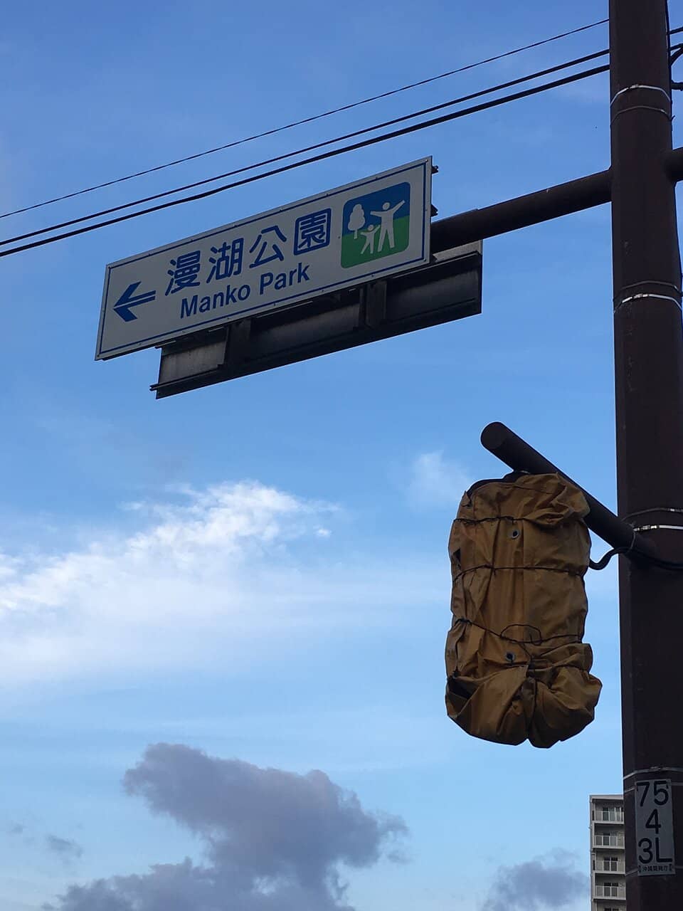 Sakura Festival Blooms