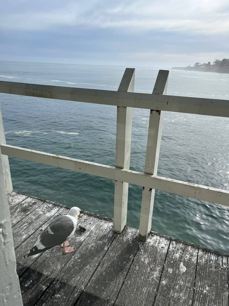 Fresh Maine Lobster Rolls