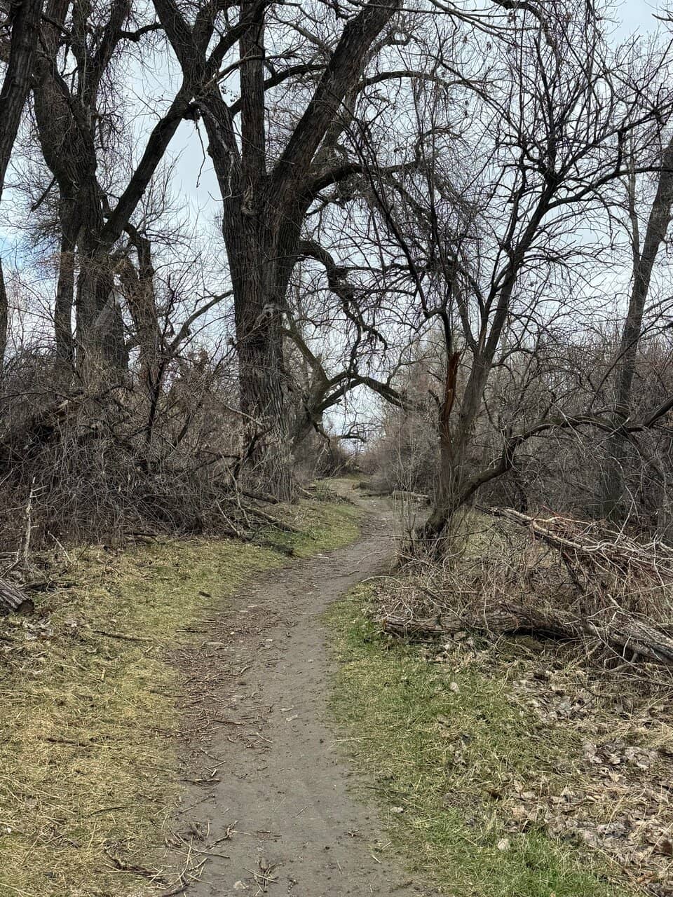 Meadow and Woods Exploration