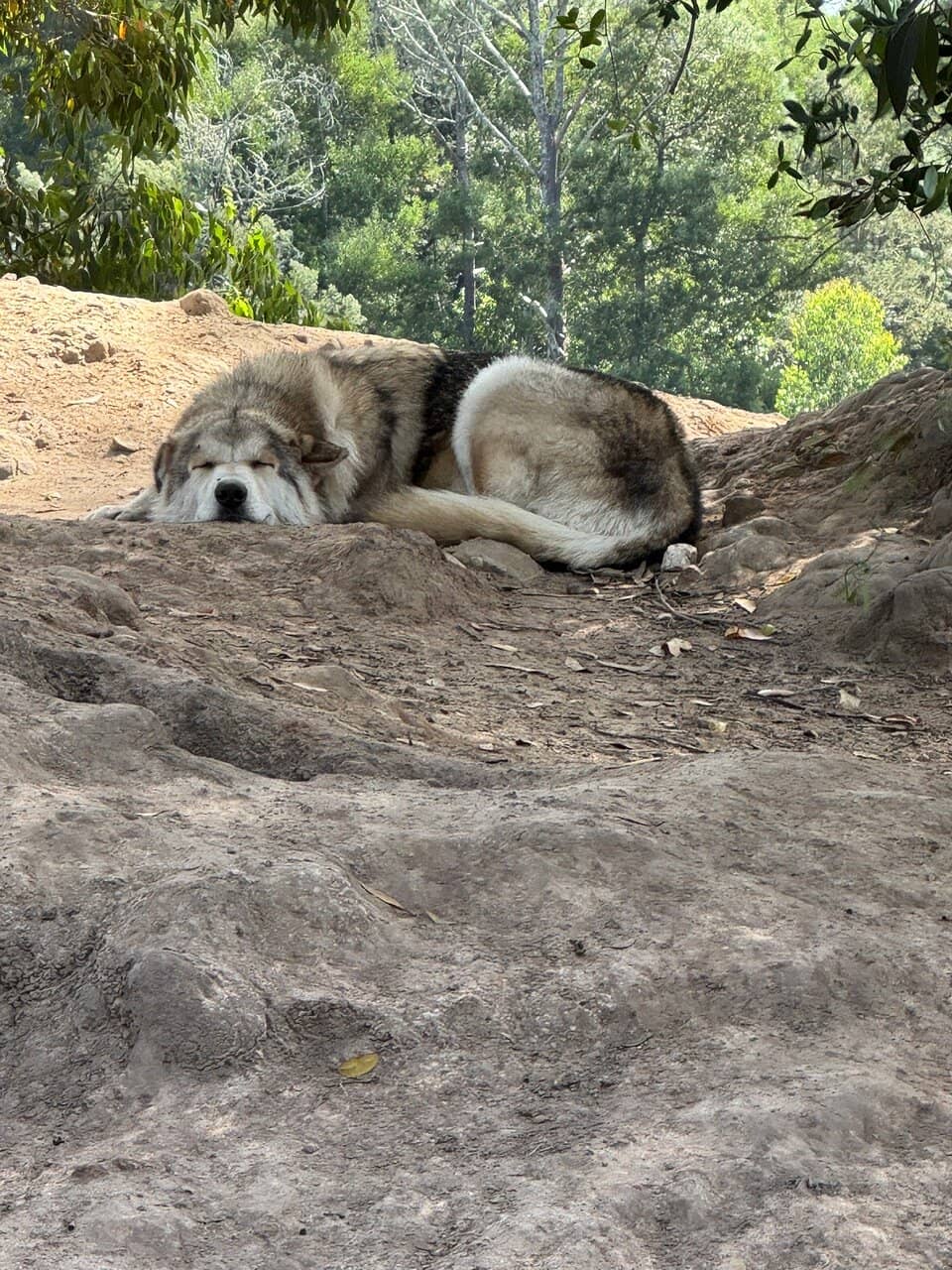 Farm Animal Encounters
