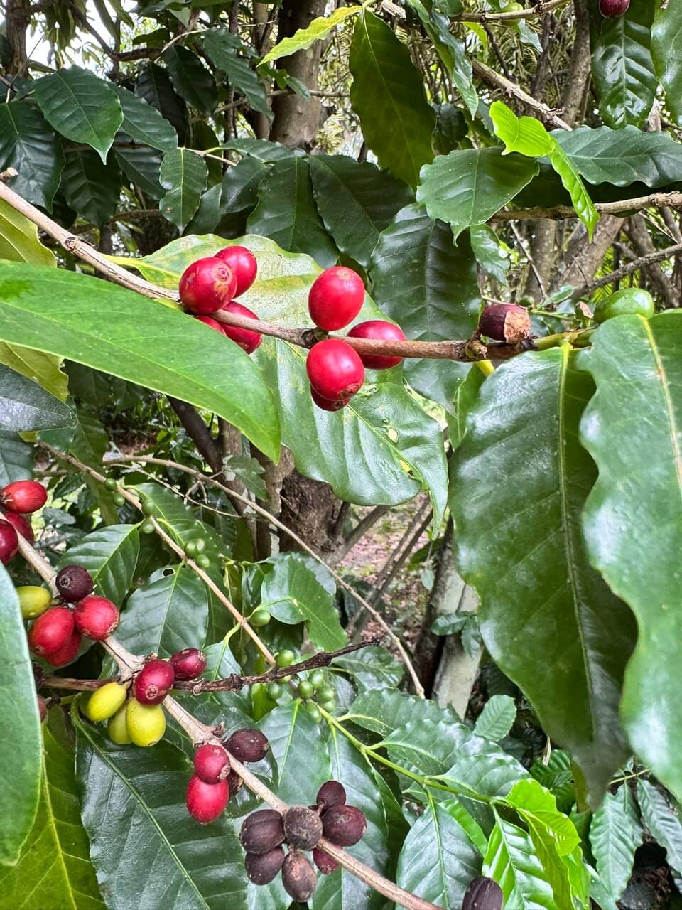 The Jaques Family Story