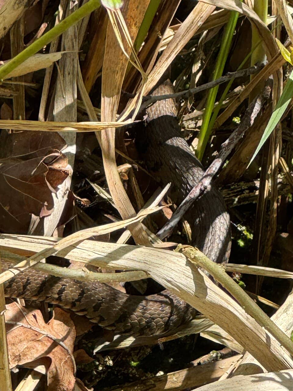 Bee Conservation Area