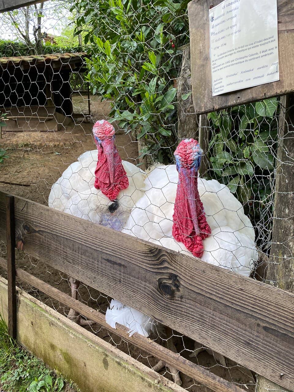 Dinosaur Animatronics