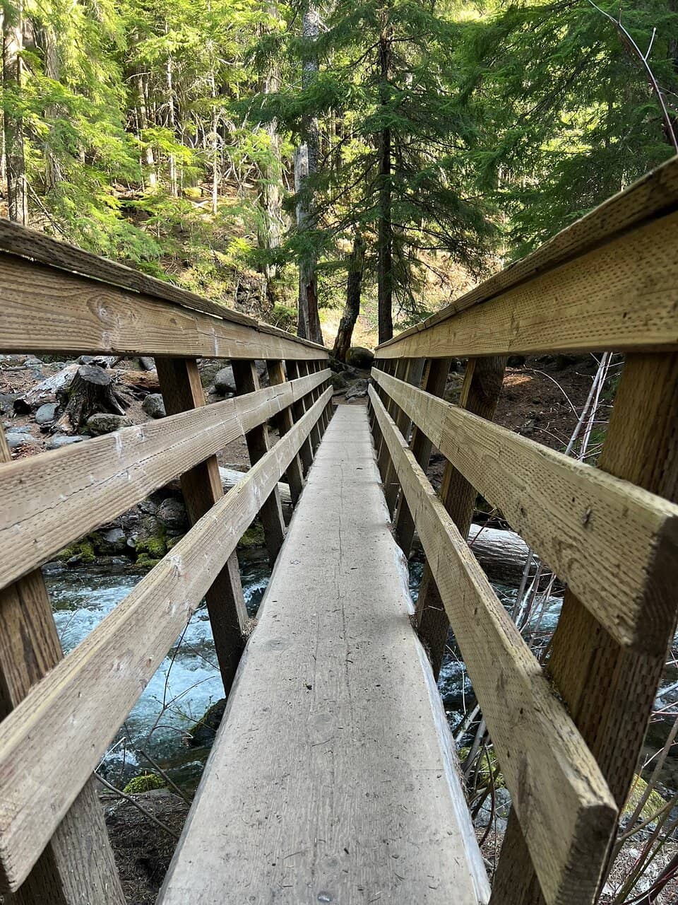 Enchanting Forest Trail