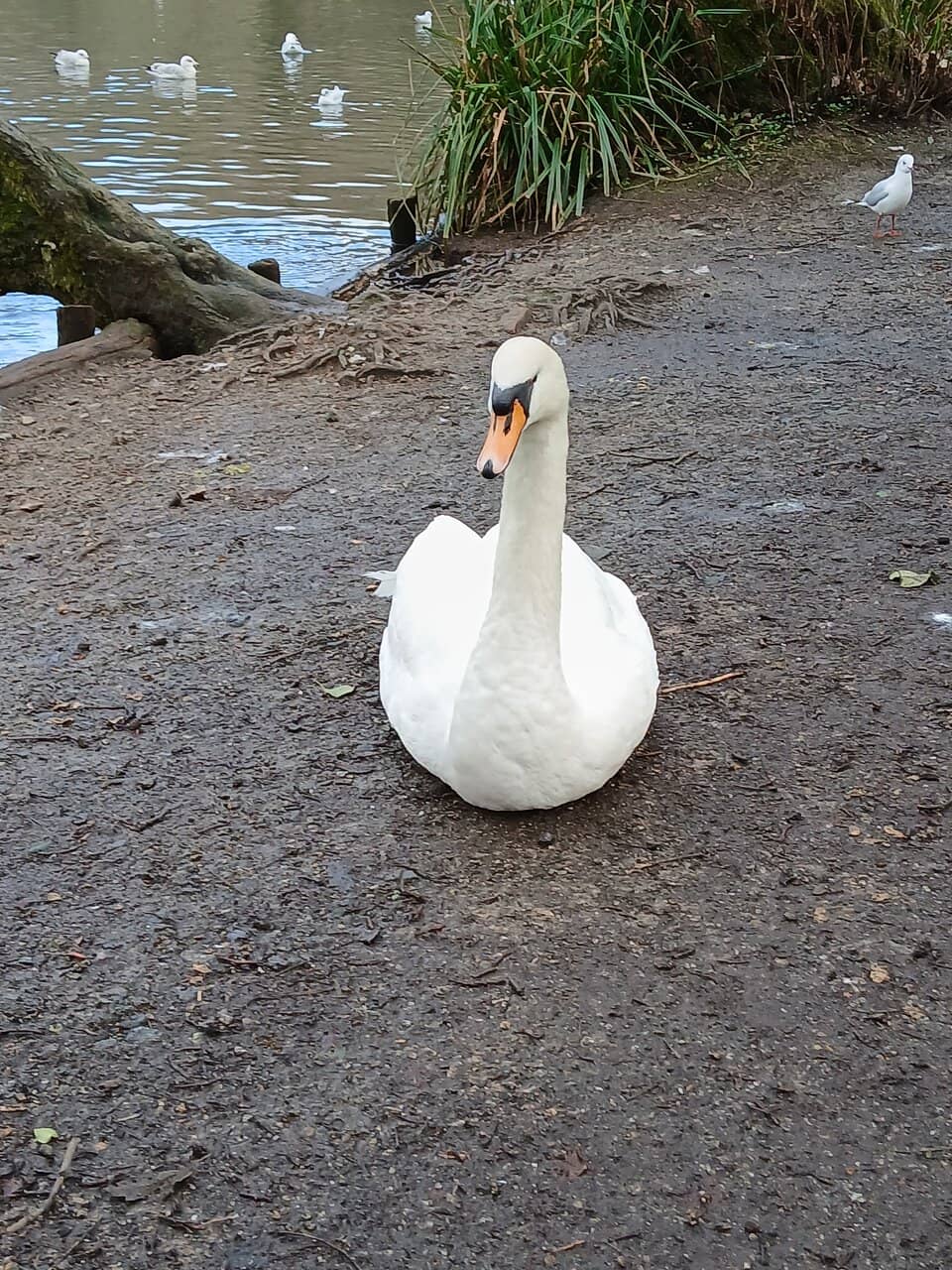 Woodland and Lakeside Walks