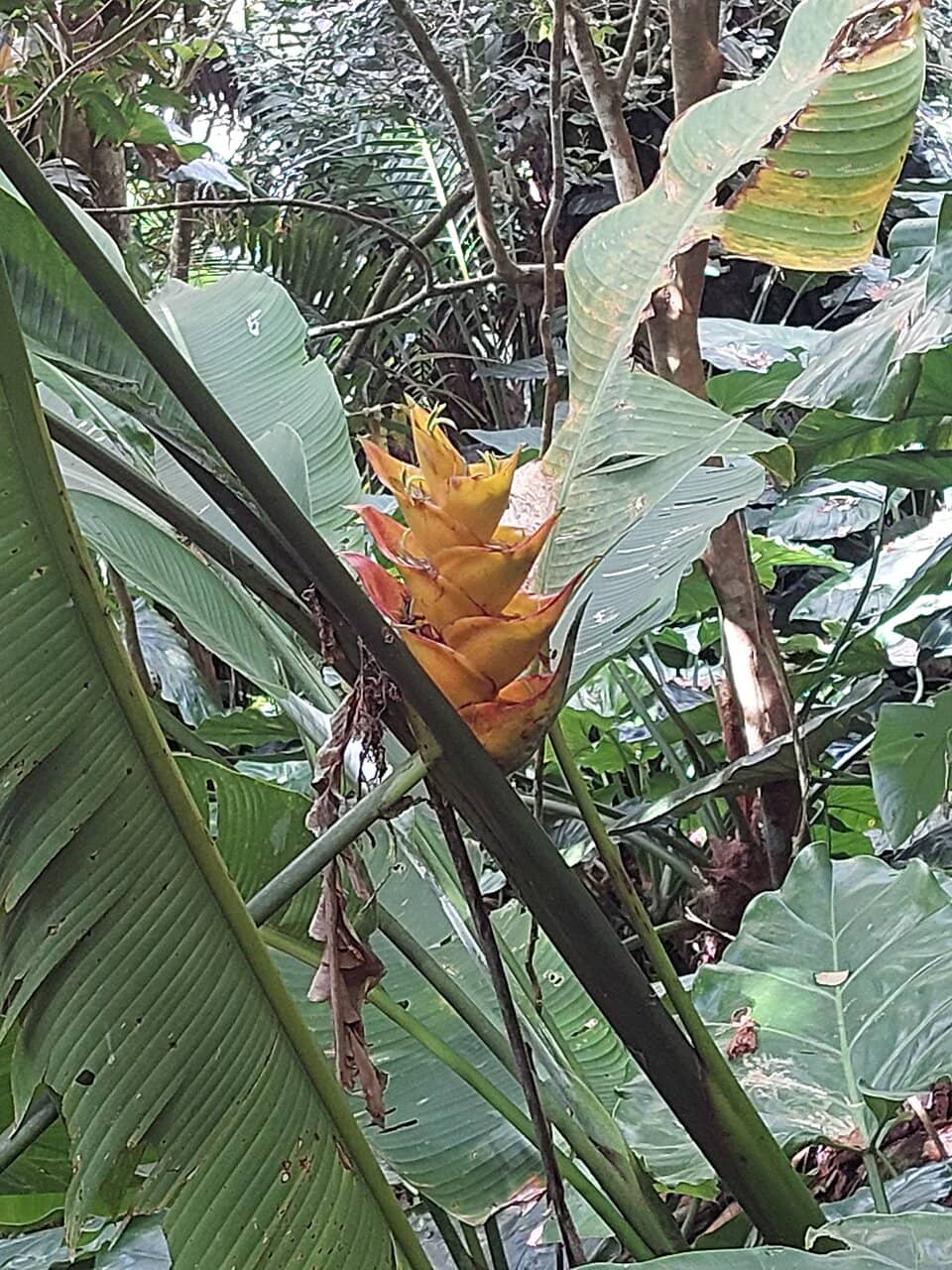 Rainforest Immersion