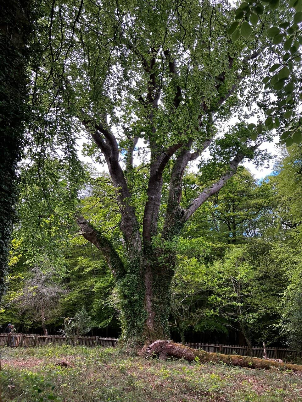Vertical photo