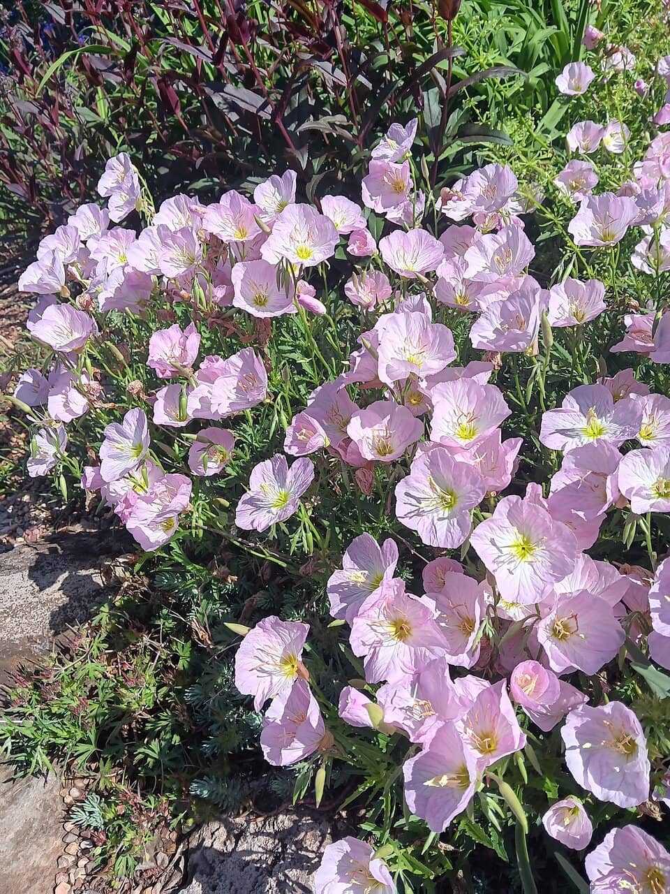 Children's Play Area