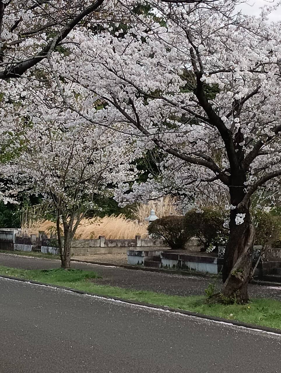 Cherry Blossoms