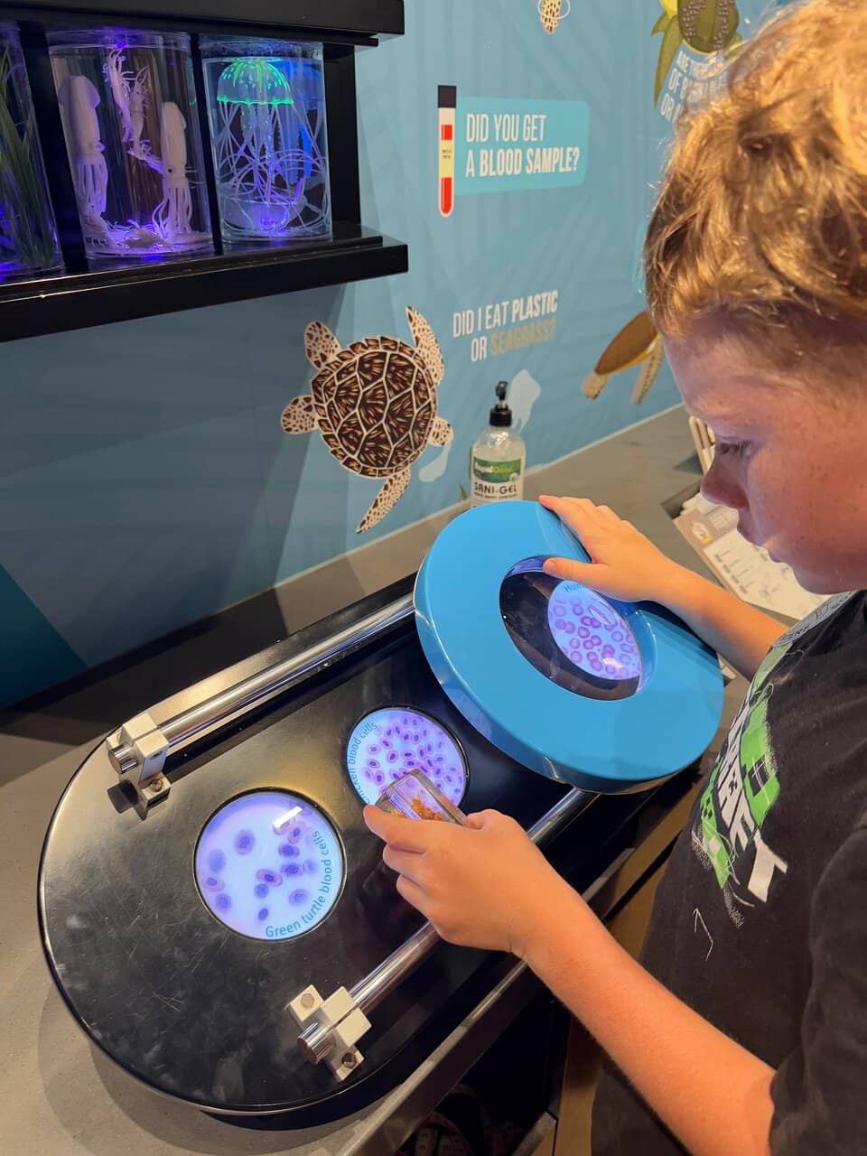 Baby Turtle Hatching