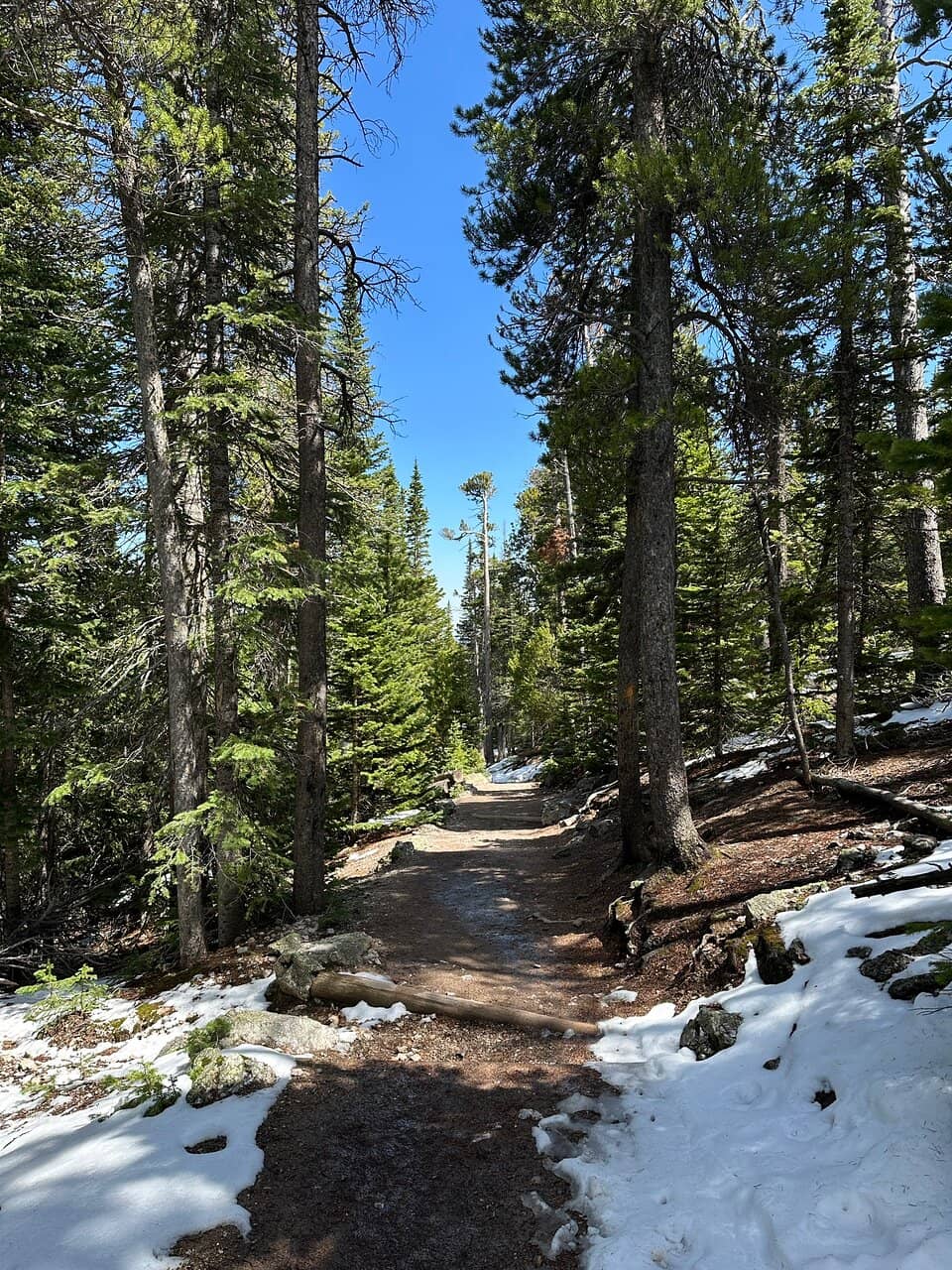 Alpine Tundra Transition