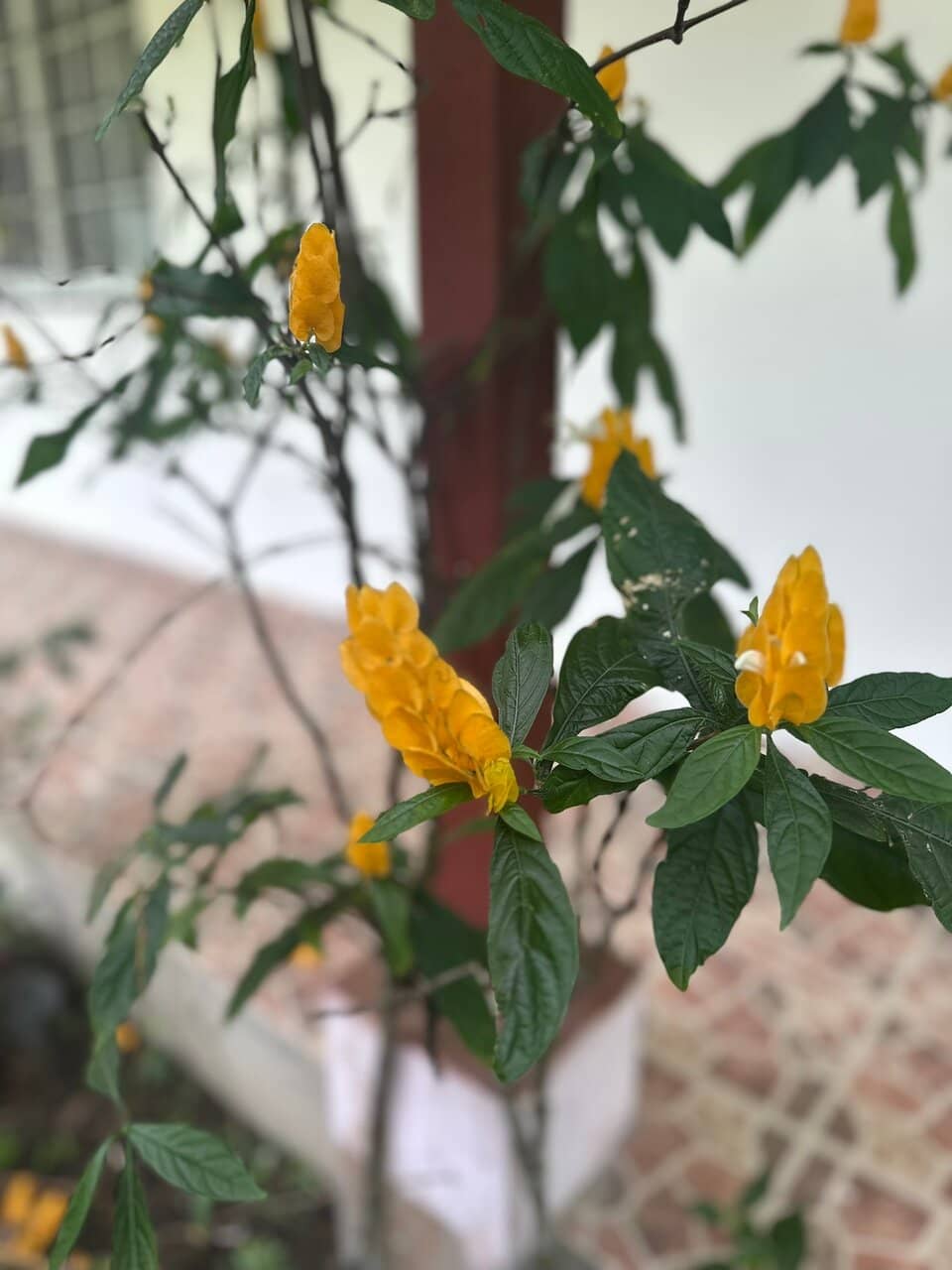 Conservation Efforts