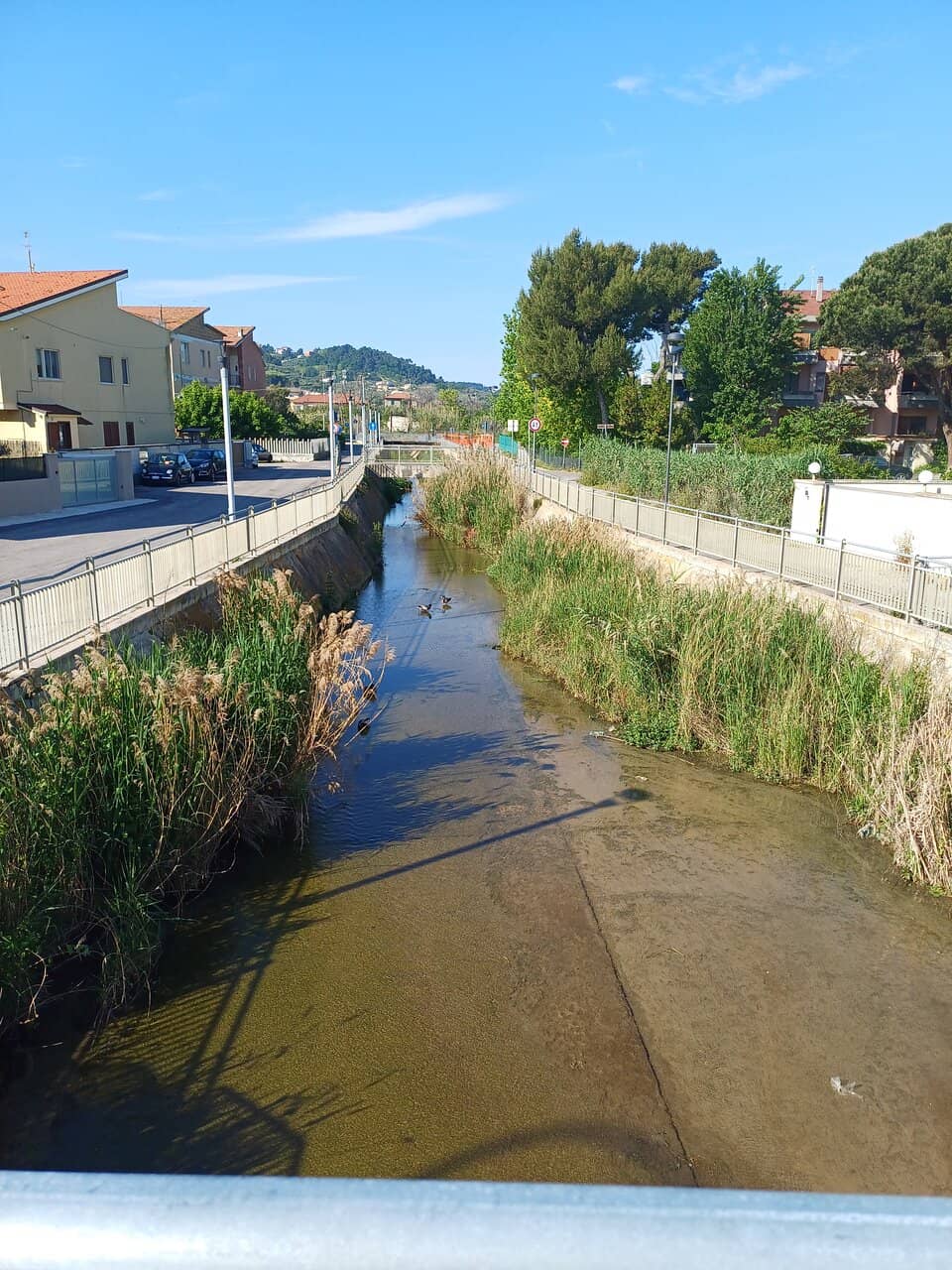 Lakeside Wildlife Spotting