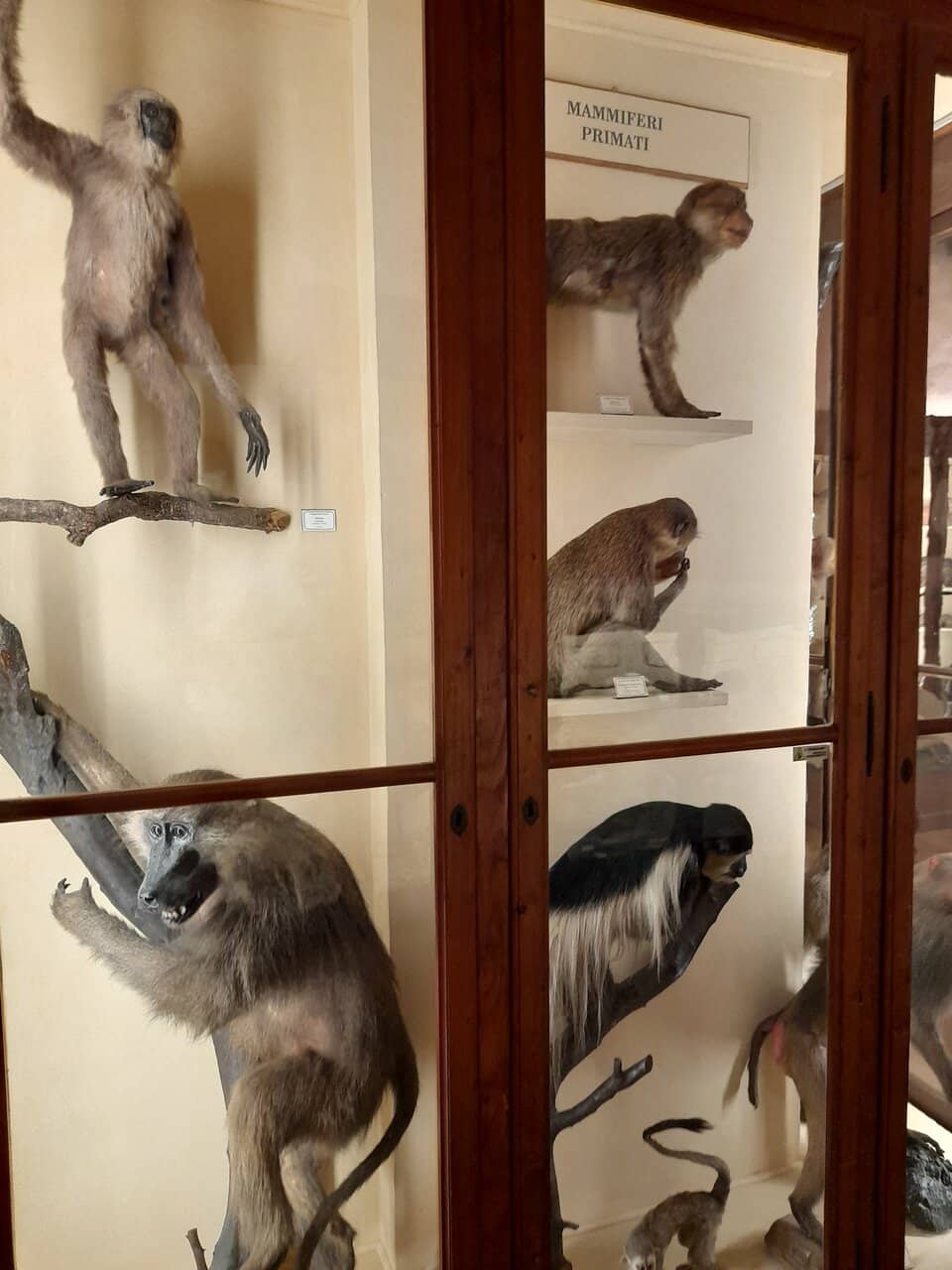 Natural History Wonders