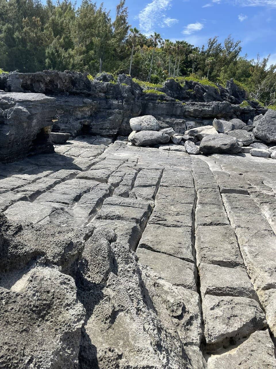 Spittal Pond Birdwatching