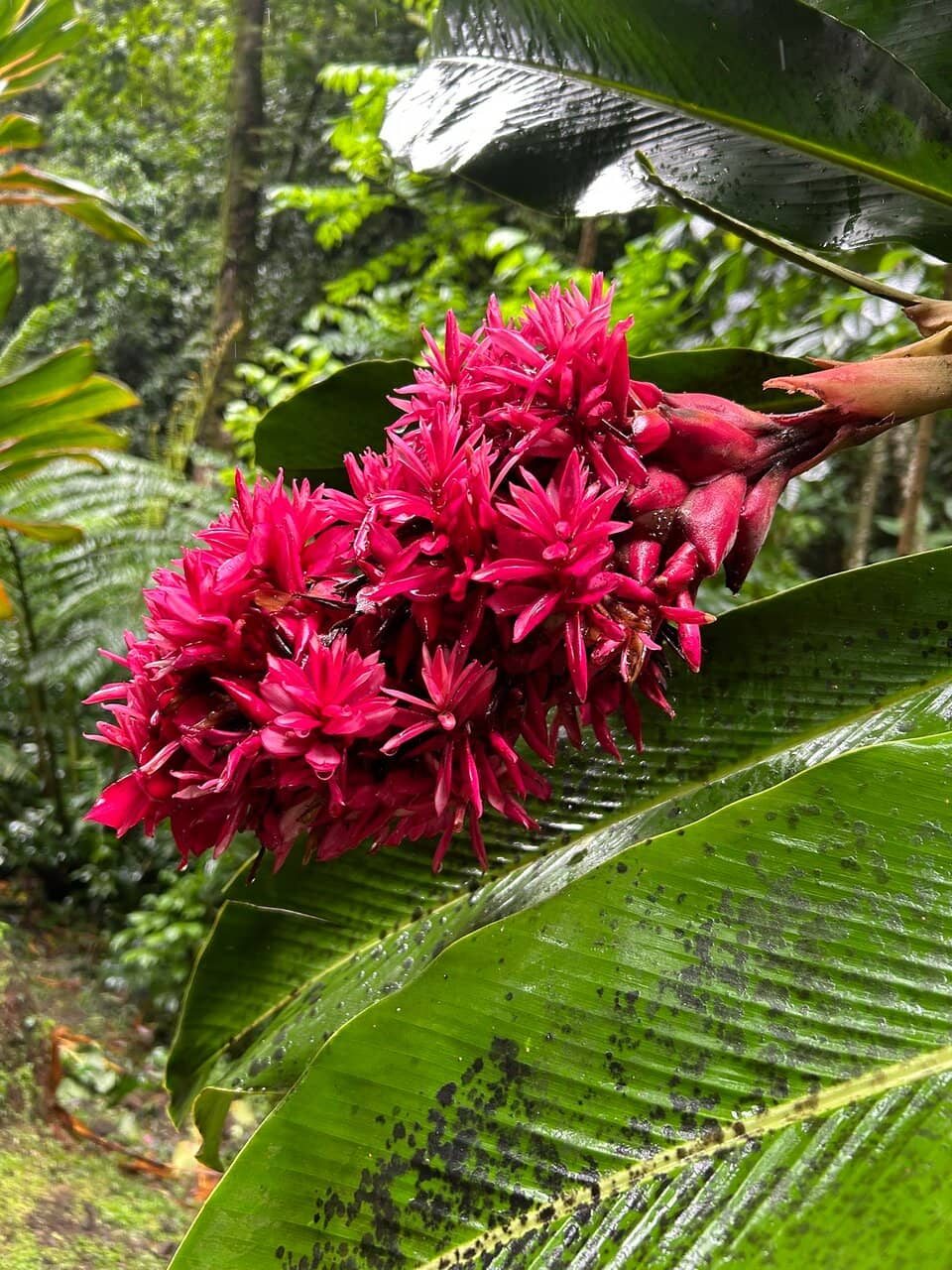 Haamaremare Rahi & Iti